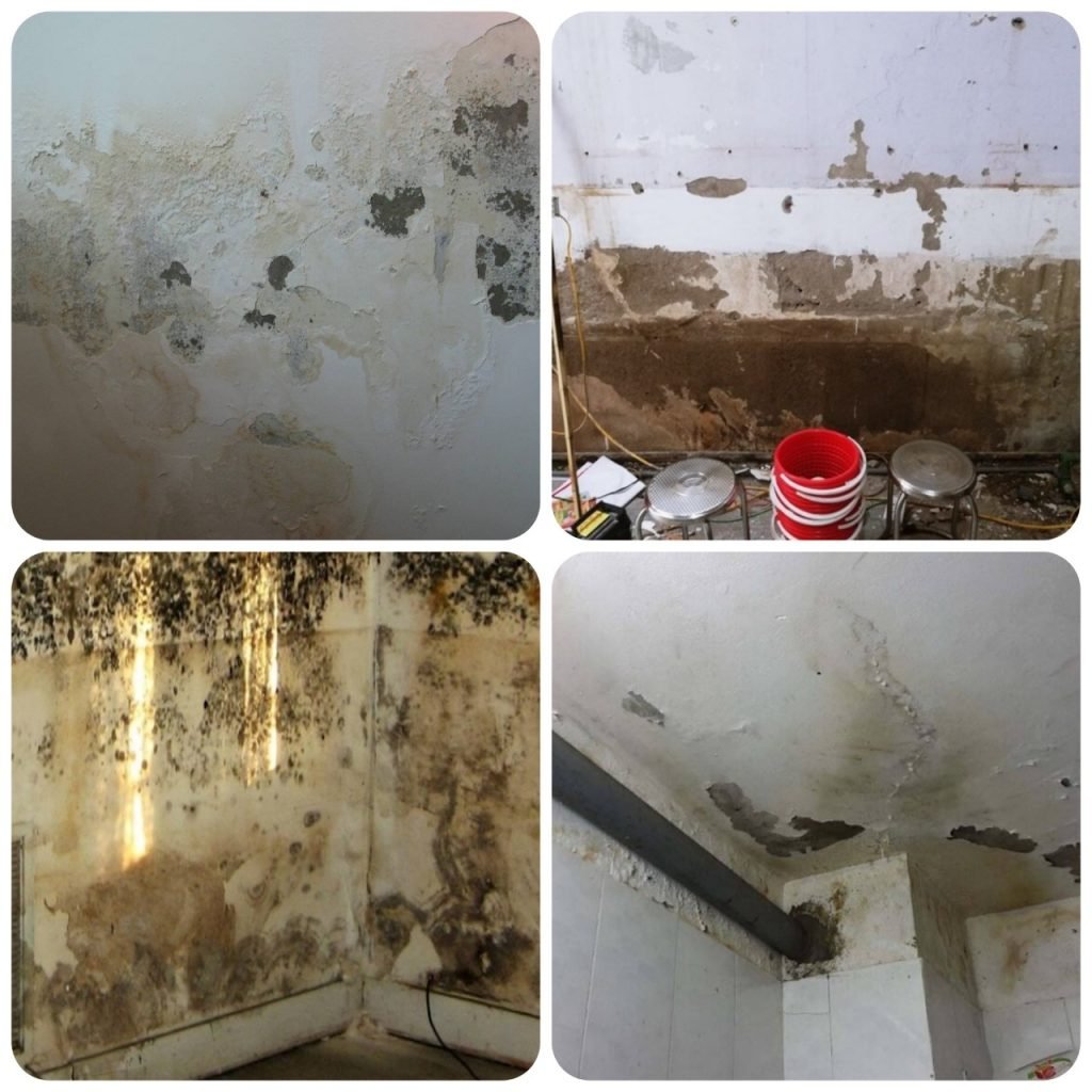 z3277085330642_7da79980040df35eb84c34cf0a45b1d8-1024x1024-20 Hiện tượng ẩm mốc